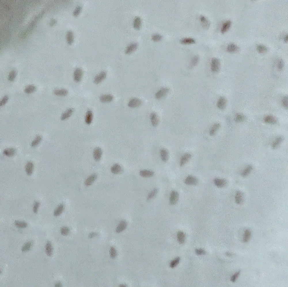 Anthropologie Eloise Eyelete White Top, So Pretty Medium - Picture 3 of 3